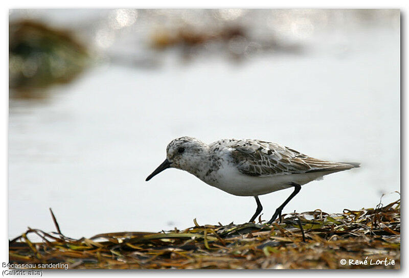 Sanderling