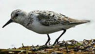 Bécasseau sanderling