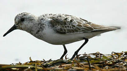 Bécasseau sanderling