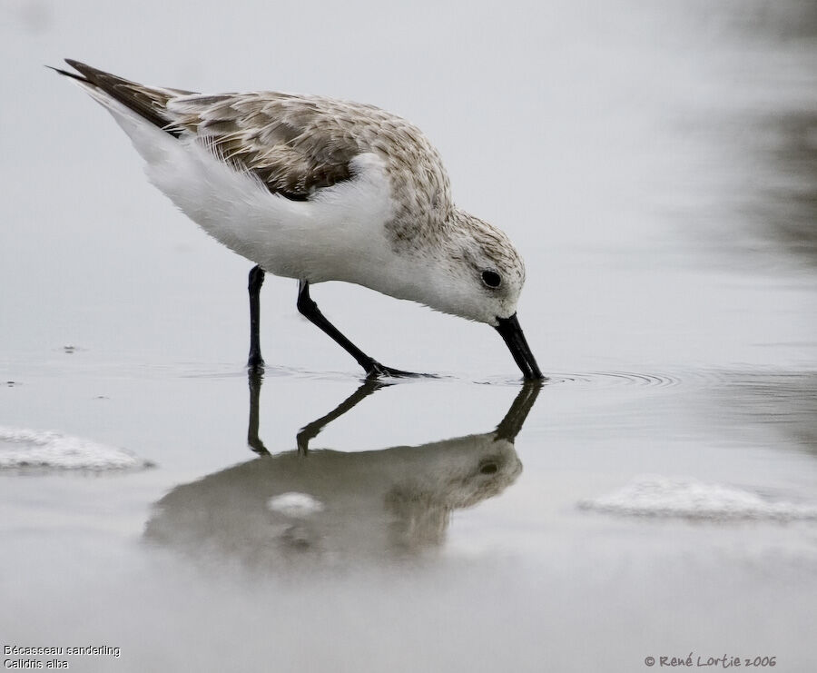 Sanderling