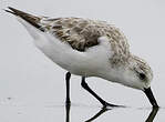 Bécasseau sanderling