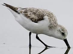 Sanderling