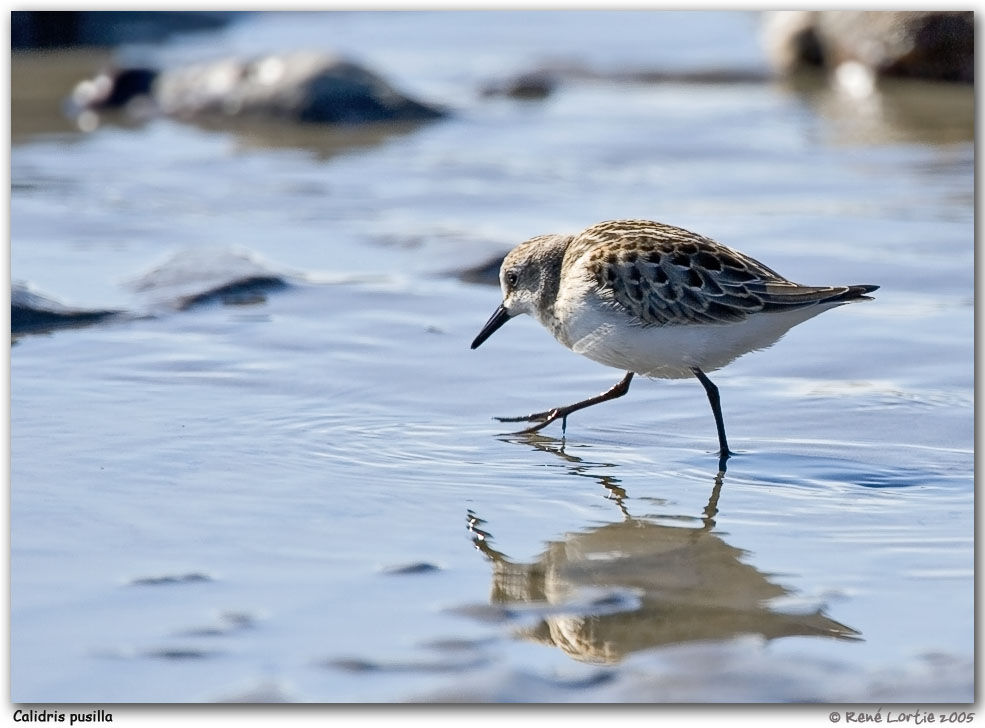 Semipalmated Sandpiper