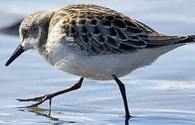 Semipalmated Sandpiper