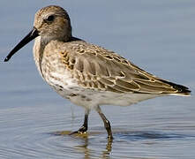 Dunlin