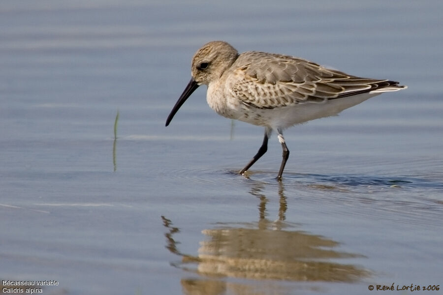 Dunlin