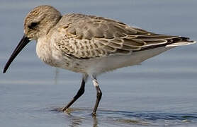 Dunlin