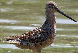 Long-billed Dowitcher