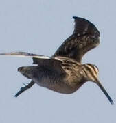 Common Snipe