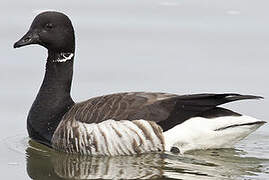 Brant Goose