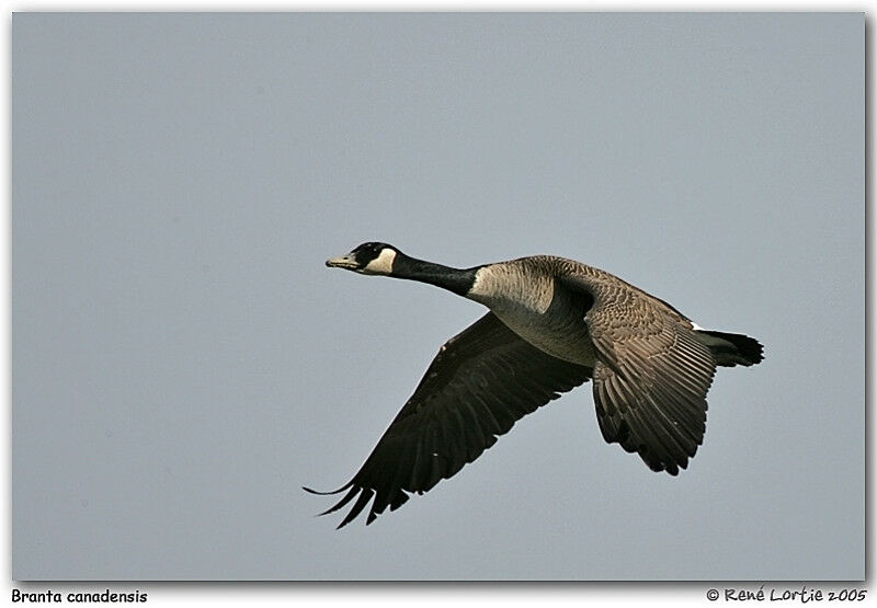 Canada Goose