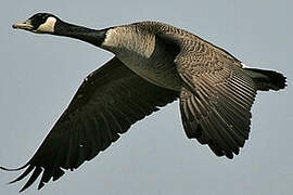 Canada Goose