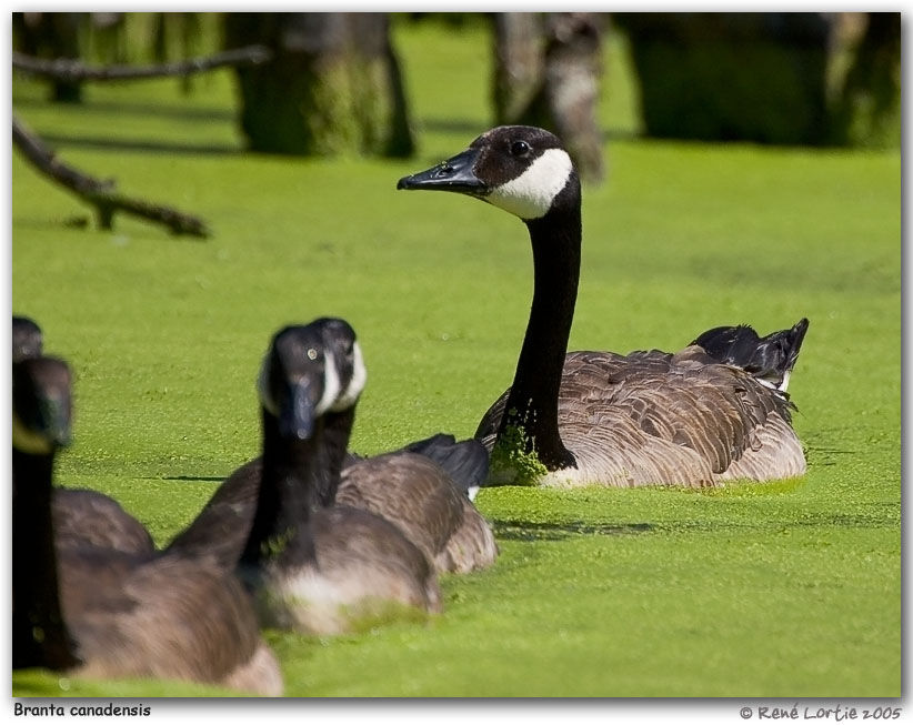 Canada Goose