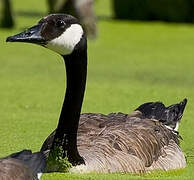 Canada Goose