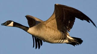 Canada Goose