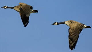 Canada Goose