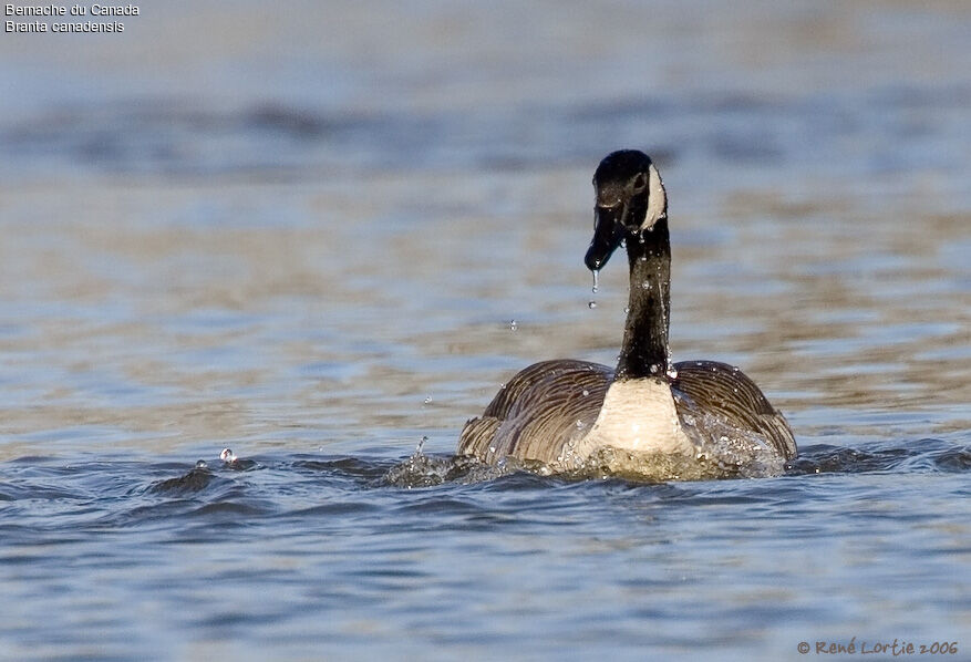 Canada Gooseadult