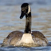 Canada Goose