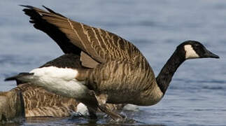 Canada Goose