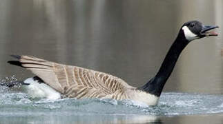 Canada Goose