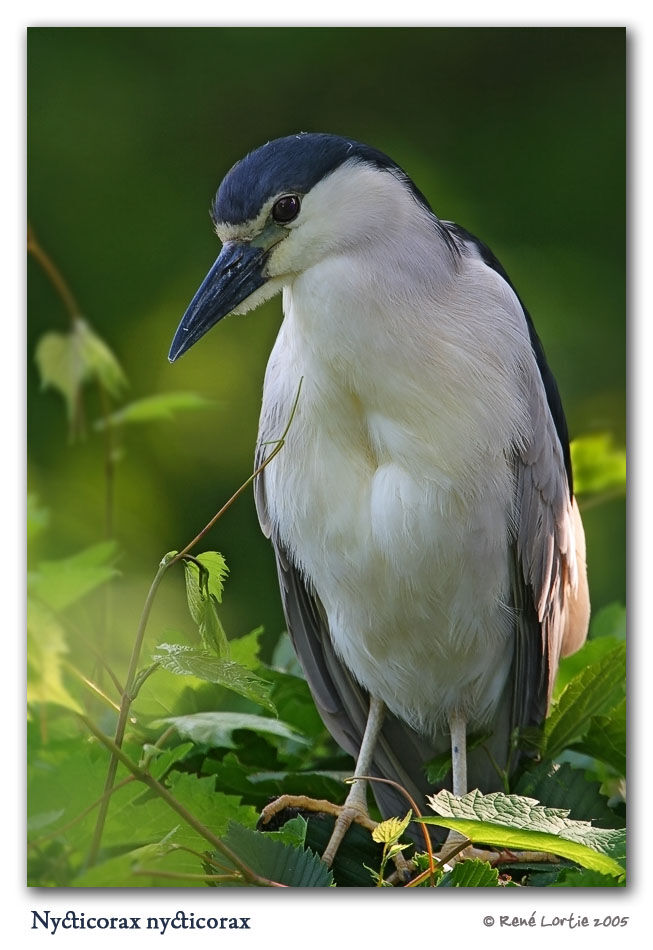 Black-crowned Night Heron