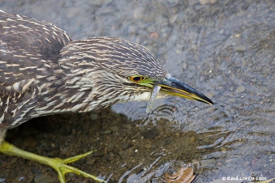 Black-crowned Night Heron