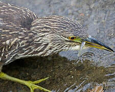 Black-crowned Night Heron