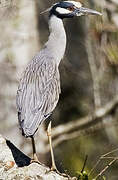 Yellow-crowned Night Heron