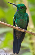 Green-crowned Brilliant