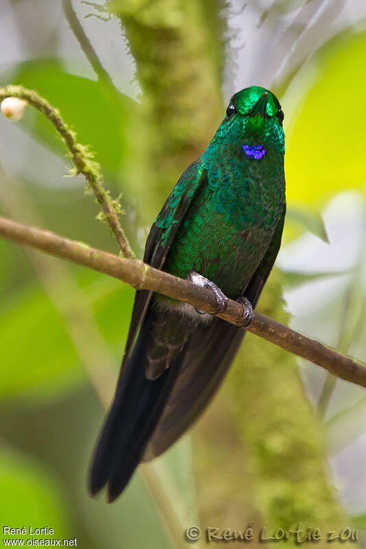 Green-crowned Brilliant male adult, close-up portrait