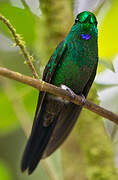 Green-crowned Brilliant