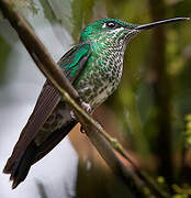 Green-crowned Brilliant