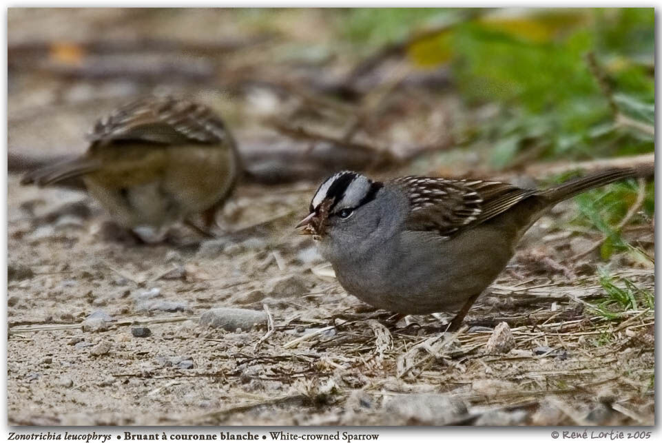 Bruant à couronne blanche