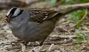 White-crowned Sparrow