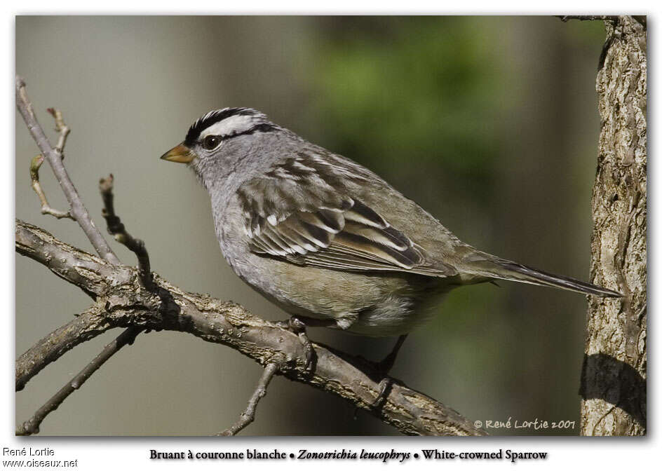 White-crowned Sparrowadult breeding, identification