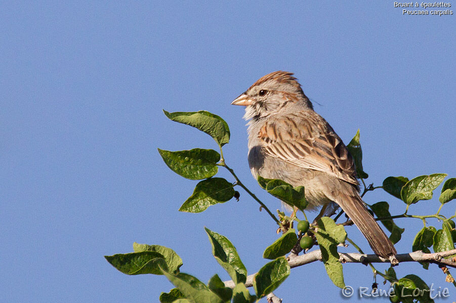 Bruant à épaulettesadulte, identification