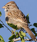 Rufous-winged Sparrow