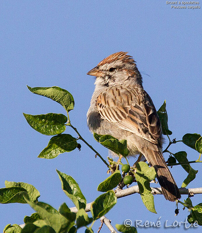 Bruant à épaulettesadulte, identification