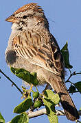 Rufous-winged Sparrow