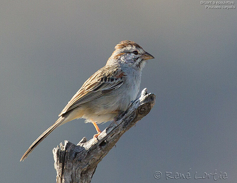 Bruant à épaulettes, identification