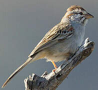 Rufous-winged Sparrow