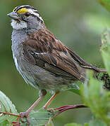 White-throated Sparrow