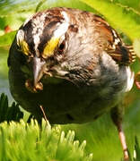 White-throated Sparrow