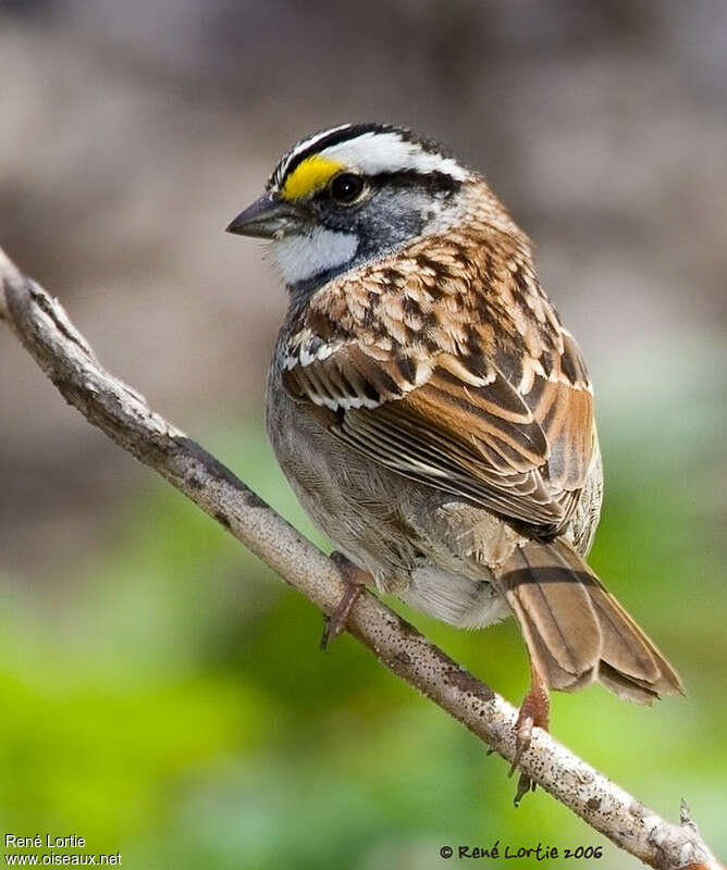 White-throated Sparrowadult breeding, close-up portrait