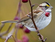 White-throated Sparrow