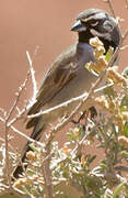 Black-throated Sparrow