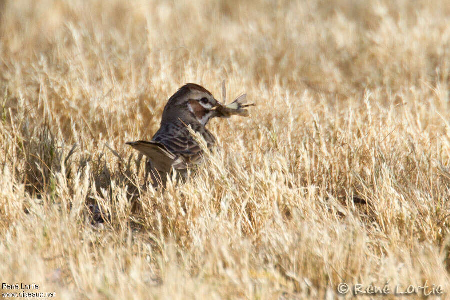 Bruant à joues marronadulte, habitat, régime