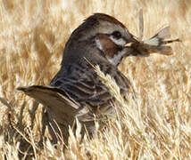 Lark Sparrow