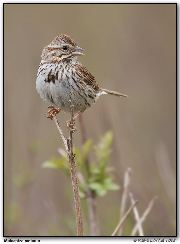 Song Sparrow