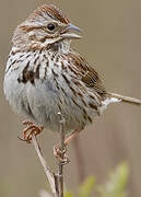 Song Sparrow